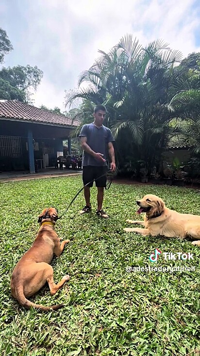 O golden é dócil, mas assume essa postura de líder no trabalho.