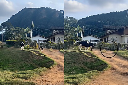 Mulher resolve arrumar um border collie para pastorear gado - mas decisão acaba dando errado