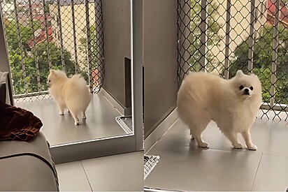 Conheça Theo: o cão de guarda quase arrastado pelo vento.