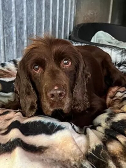 O cão idoso havia perdido a maior parte da visão e da audição.