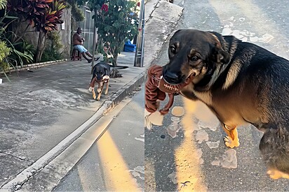 Feliz, feliz: moça registra gesto encantador da cachorra do vizinho e vídeo bomba na web.
