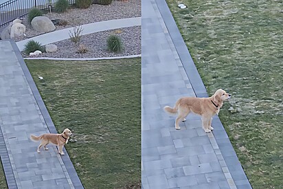 Golden entra no modo cão de guarda, afasta invasor voador gigante e volta todo orgulhoso.