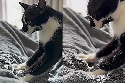 Por que os gatos amassam pãozinho? Entenda o comportamento