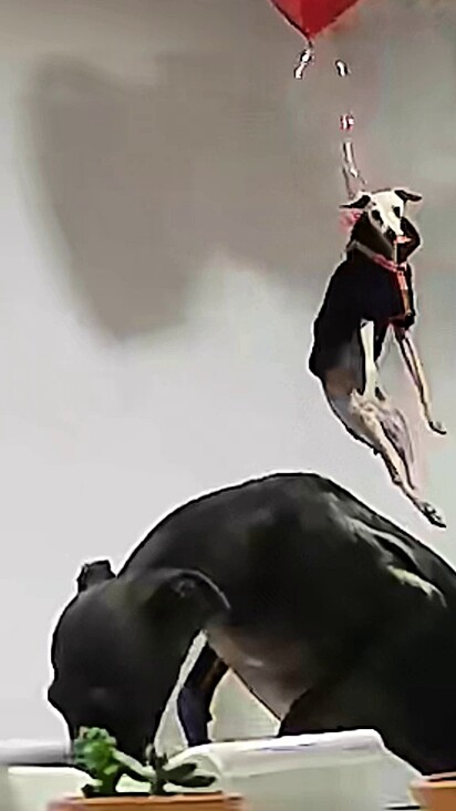 O cachorrinho saiu flutuando pela sala