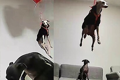 Cachorro Galgo passou por situação inusitada ao participar de surpresa