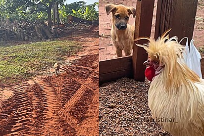 Moça age rápido após escutar o que marido falou sobre filhote de caramelo abandonado e o melhor acontece.