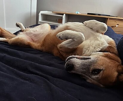 Hoje, Annie vive em Chicago com sua nova família dormindo em cobertinhas quentes.