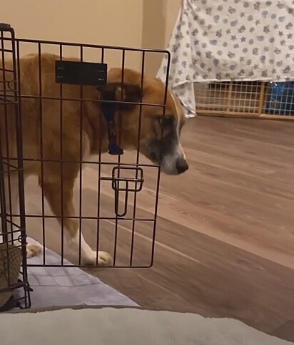 A primeira vez que a cachorrinha teve coragem de sair da gaiola.