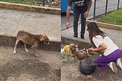 A cachorrinha Salva tinha tanto medo que gritava.