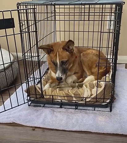 Annie, a cachorrinha, não queria nem sair da gaiola.
