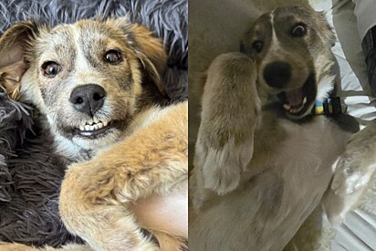 Hoje, ele é um cãozinho alegre e bagunceiro.