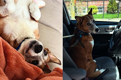 Cães resgatados precisam de tempo, paciência e compreensão.