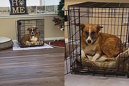 Regra 3-3-3: como a paciência transformou a cachorra traumatizada Annie em uma companheira incrível