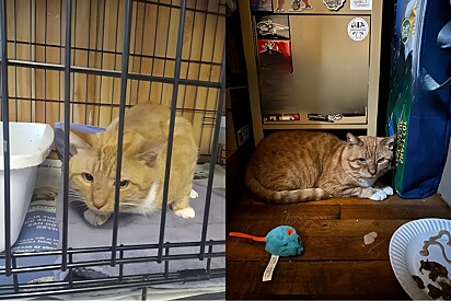Gato laranja fica sozinho 8 meses em casa após tutor falecer - até que aconteceu um milagre.