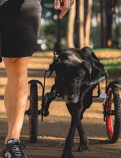 O vira-latinha Preto, um pet cadeirante.