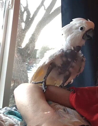 Baby é uma ave que foi encontrada sem penas, presa em uma caixa e aparentando nunca ter visto o mundo fora de uma gaiola.