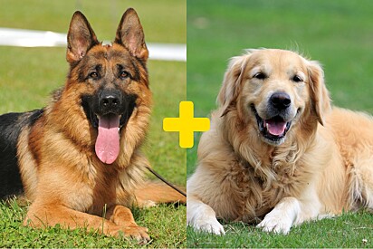 Conheça cães mistura de pastor alemão com golden retriever.
