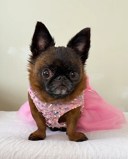 Dottie, uma Griffon de Bruxelas de 6 anos com nanismo. Cachorro anão.