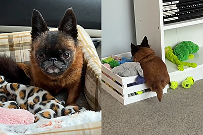 Conheça Dottie, uma cadela com nanismo da raça Griffon de Bruxelas que mais parece um brinquedo que um pet