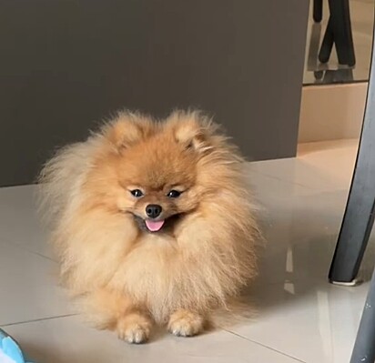 José é um Lulu da Pomerânia muito espertinho!