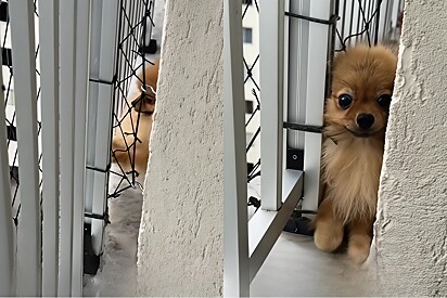 Conheça José: o Lulu da Pomerânia fujão que achou que a grama da vizinha era mais verde.