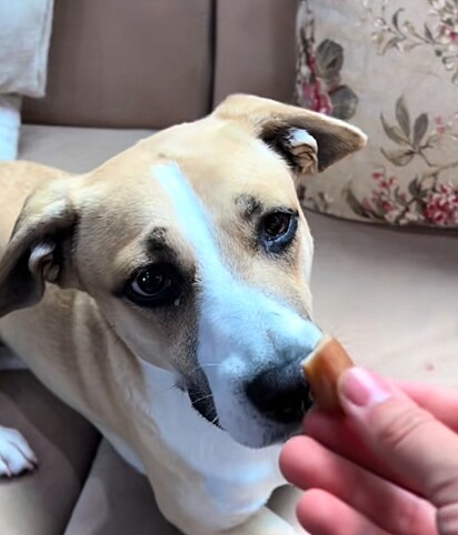 Pinhão pode ser oferecido como um petisco para um cachorro.
