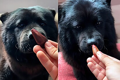 Cachorro pode comer pinhão?