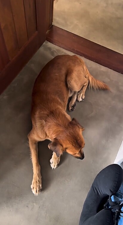 Carol Nahas registrou o momento em que abre a porta do quarto e dá de cara com um cachorro que nunca tinha visto antes.