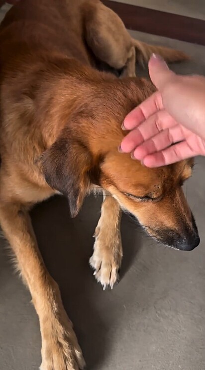 Desde então, o cão vira-lata caramelo passou a ser chamado de Chico.