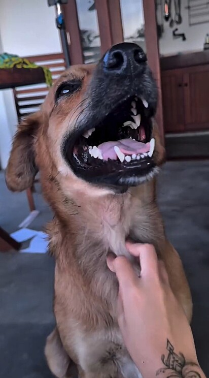 Chico, o vira-lata caramelo persistente.
