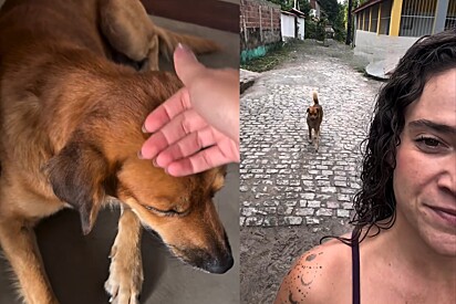 Vira-lata fica famoso por se esforçar ao máximo para ser adotado no primeiro encontro.