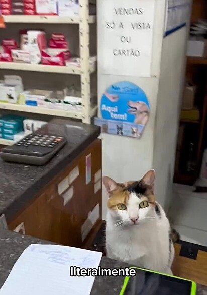Mimi é uma gatinha CLT.