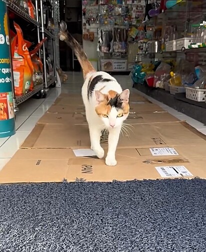 Mimi trabalha no pet shop Comercial Busatto, em Irati, no Paraná.