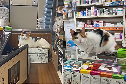 Conheça Mimi, a gata CLT que mostra como é a rotina pesada de uma pet trabalhadora.