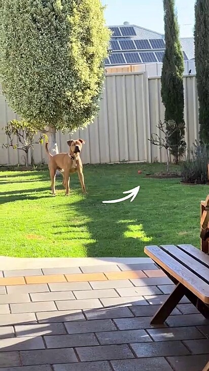 Bear não encontrava a bolinha.