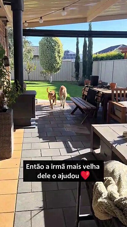 O cão conseguiu encontrar com a ajuda da irmã.