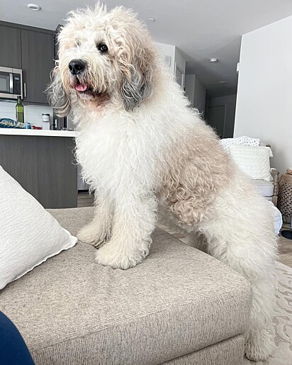 Os tutores não sabiam do histórico da família do cão.