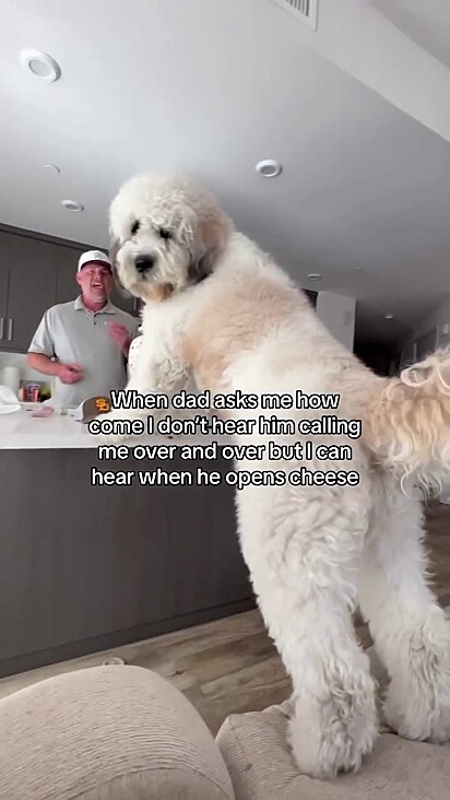 O cão é quase do tamanho do tutor.