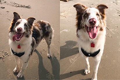 Border collie tranquilo surpreende com reação inesperada ao proteger tutora de situação suspeita.