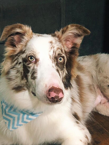 O cachorro border collie Maverick.