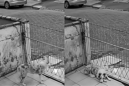 Tutora instala câmera para ver o que seu border collie faz quando está sozinho e cenas quase a fazem chorar.