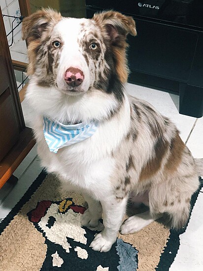 O cachorro border collie, Maverick, sempre espera sua tutora voltar do trabalho no portão.