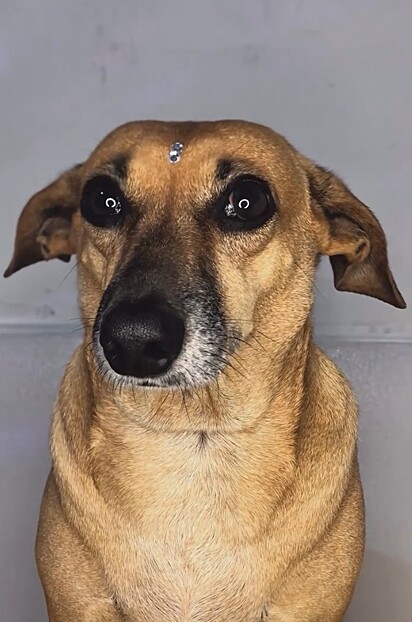 Pituxa, uma vira-lata caramelo de 6 anos.