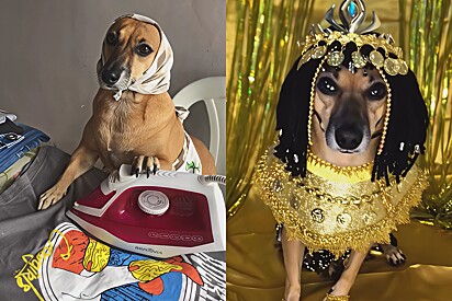 Conheça Pituxa Araújo, a vira-lata caramelo que ficou famosa por ser capaz de fazer qualquer atuação