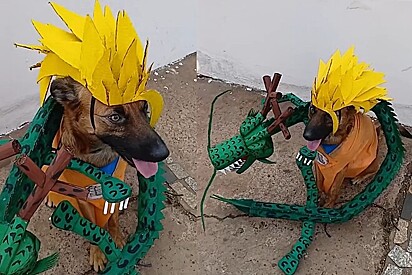 Conheça Thor, o cachorro que faz os melhores cosplays de personagens de anime.