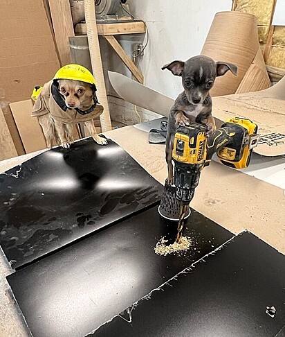 Charlie e Missy, os chihuahuas trabalhadores da construção civil.