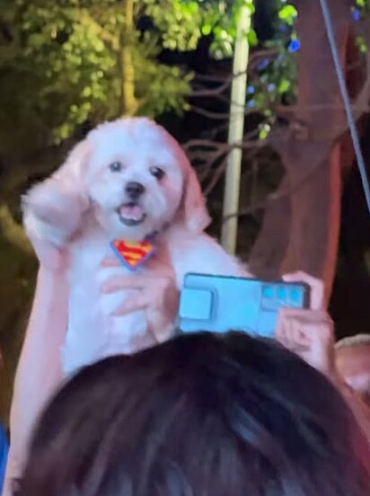 O cãozinho usava uma gravatinha do Superman.