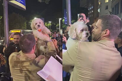 Cachorrinho com coleira do Superman surfa por cima de multidão para tentar chegar no colo do novo Superman.