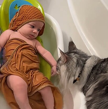 O gato maine coon ao lado do bebê.