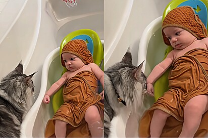 Gato Maine Coon faz questão de supervisionar banho de bebê como um inspetor de qualidade.